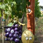 Qualitätskontrolle der Weintrauben
